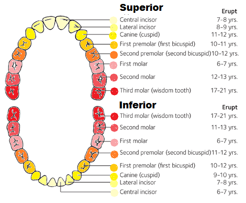 adapermanentteethdev_eng